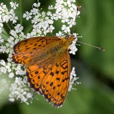 Attēlu rezultāti vaicājumam “Brenthis ino”