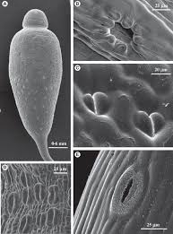 Attēlu rezultāti vaicājumam “Orthotrichum anomalum sporophyte”