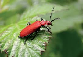 Attēlu rezultāti vaicājumam “Pyrochroidae”