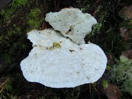 Attēlu rezultāti vaicājumam “Postia guttulata”