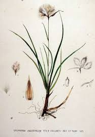 Attēlu rezultāti vaicājumam “Eriophorum gracile leaf”