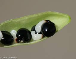 Attēlu rezultāti vaicājumam “Corydalis cava fruit”