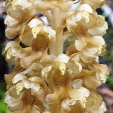 Attēlu rezultāti vaicājumam “Neottia nidus-avis flower”