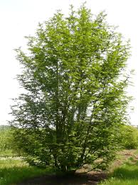 Attēlu rezultāti vaicājumam “Pterocarya fraxinifolia flower”