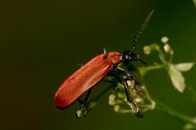 Attēlu rezultāti vaicājumam “Pyrochroa coccinea”