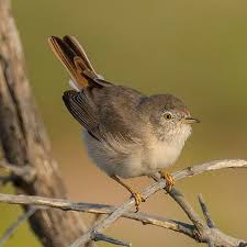 Image result for Sylvia nana