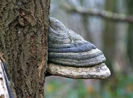 Attēlu rezultāti vaicājumam “Bolitophagus reticulatus imago”