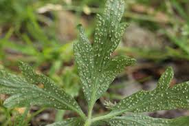 Attēlu rezultāti vaicājumam “Ochropsora ariae”