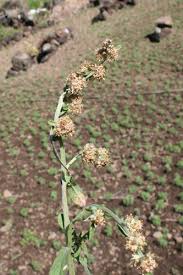 Attēlu rezultāti vaicājumam “Gnaphalium sylvaticum flower”