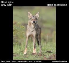 Attēlu rezultāti vaicājumam “Canis lupus”