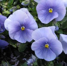 Image result for Viola x wittrockiana `Hiemalis`