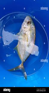 Image result for Caranx bartholomaei