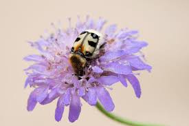 Attēlu rezultāti vaicājumam “Trichius fasciatus imago”