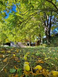 Attēlu rezultāti vaicājumam “Juglans cinerea flower”