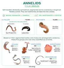 Attēlu rezultāti vaicājumam “Annelides”