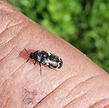 Attēlu rezultāti vaicājumam “Megatoma undata”