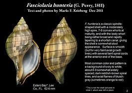 Image result for Cinctura hunteria