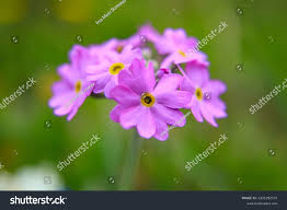 Attēlu rezultāti vaicājumam “Primula farinosa bud”