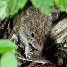 Attēlu rezultāti vaicājumam “Microtus agrestis”