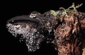 Attēlu rezultāti vaicājumam “Fomitopsis rosea”