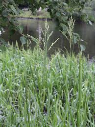 Attēlu rezultāti vaicājumam “Glyceria maxima leaf”