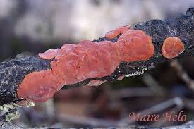 Attēlu rezultāti vaicājumam “Cytidia salicina”