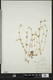 Attēlu rezultāti vaicājumam “Cerastium holosteoides fruit”