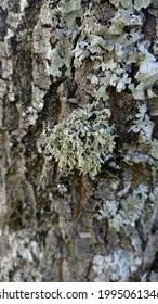 Attēlu rezultāti vaicājumam “Ramalina fastigiata”