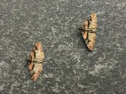 Attēlu rezultāti vaicājumam “Catarhoe rubidata”