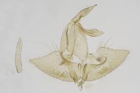 Attēlu rezultāti vaicājumam “Denisia similella”