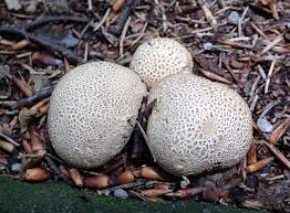 Attēlu rezultāti vaicājumam “Scleroderma citrinum”