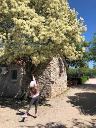 Attēlu rezultāti vaicājumam “Fraxinus excelsior flower”