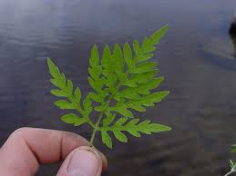 Attēlu rezultāti vaicājumam “Ambrosia artemisiifolia”