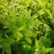 Attēlu rezultāti vaicājumam “Myosotis sparsiflora flower”