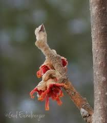 Attēlu rezultāti vaicājumam “Hamamelis vernalis bud”