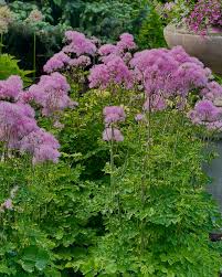 Attēlu rezultāti vaicājumam “Thalictrum aquilegifolium flower”