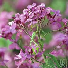 Image result for Lunaria annua