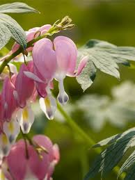 Image result for tränendes Herz