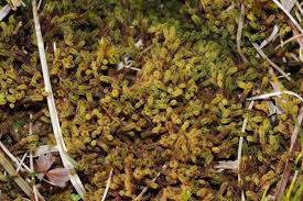 Attēlu rezultāti vaicājumam “Paludella squarrosa”