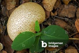 Attēlu rezultāti vaicājumam “Scleroderma citrinum”