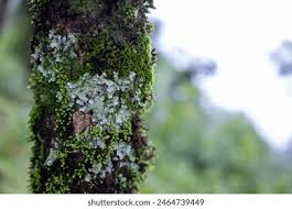 Attēlu rezultāti vaicājumam “Dicranales”