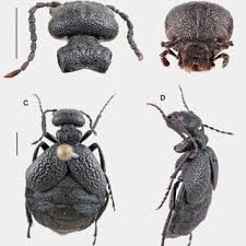 Attēlu rezultāti vaicājumam “Meloe sp. imago”