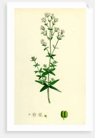 Attēlu rezultāti vaicājumam “Galium boreale leaf”