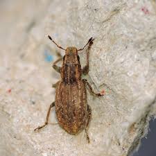 Attēlu rezultāti vaicājumam “Sitona sp.”