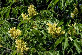 Attēlu rezultāti vaicājumam “Aesculus flava”