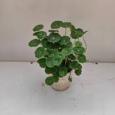 Attēlu rezultāti vaicājumam “Hydrocotyle vulgaris fruit”