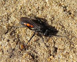 Attēlu rezultāti vaicājumam “Anoplius viaticus”