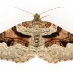 Attēlu rezultāti vaicājumam “Xanthorhoe designata”