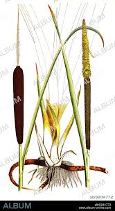 Image result for Rohrkolben