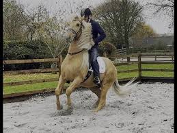 Image result for Bookham Riding Club